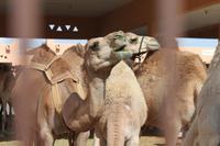 IMG_9287_Kamelmarkt Al Ain