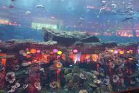 Im Aquarium