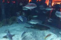 Im Aquarium