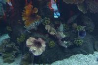 Im Aquarium