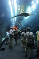 Im Aquarium