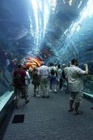 Im Aquarium