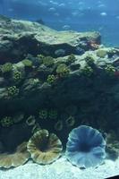 Im Aquarium