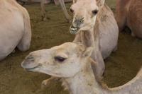 Kamelmarkt in Al Ain (11)