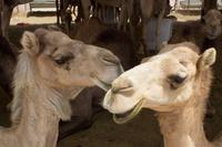 Kamelmarkt in Al Ain (17)