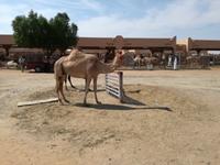 Kamelmarkt in Al Ain