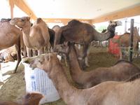 Kamelmarkt in Al Ain