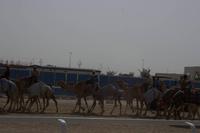 Kamelrennstrecke in Dubai  (7)