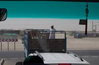 Kameltransport