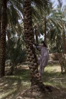 Oase von Al Ain (3)