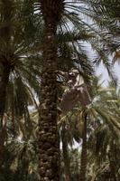 Oase von Al Ain (4)