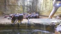 Otter