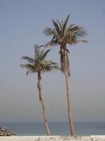 Palmen in Sharjah (2)