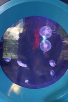 Quallen im Sealife
