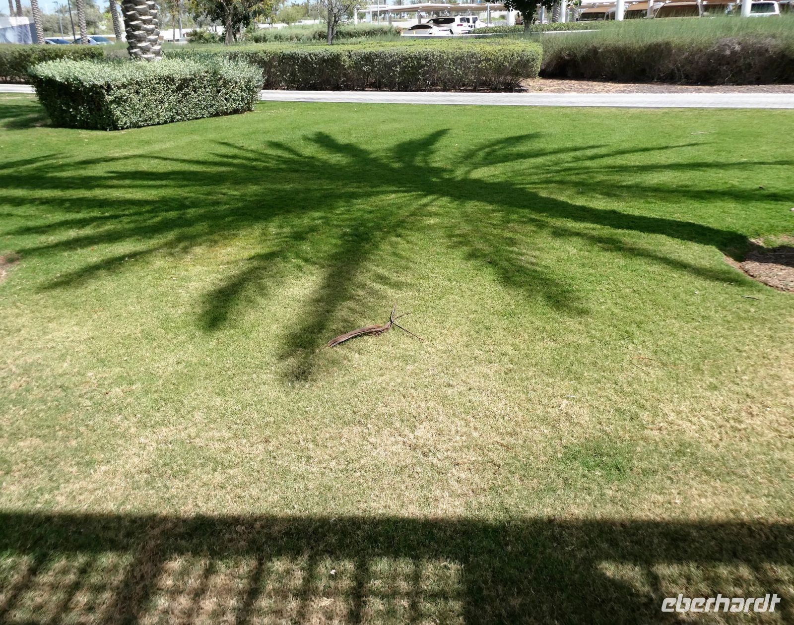 Schattenpalme