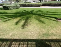 Schattenpalme