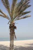 Sharjah (12)
