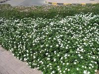Sharjah