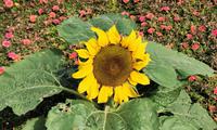 Sonnenblumen sind in der Wüste ein wenig ungewöhnlich, aber am Straßenrand in Sharjah entdecken wir welche