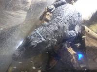 Unterwasserzoo in der Dubai Mall