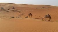 Wüstensafari mit Barbecue - Dubai - Rundreise Arabische Emirate