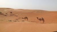 Wüstensafari mit Barbecue - Dubai - Rundreise Arabische Emirate