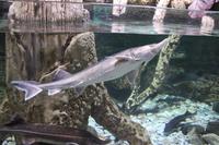 im Aquarium (10)