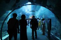 im Aquarium (16)