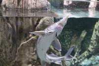 im Aquarium (9)