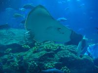 im Aquarium ... irgendwie niedlich, so ein Rochen