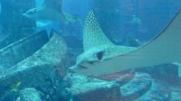 im Atlantis Hotel