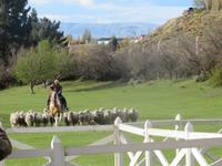 Besuch einer Estancia in El Calafate