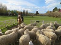 Besuch einer Estancia in El Calafate