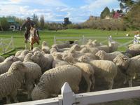 Besuch einer Estancia in El Calafate