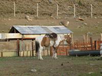 Besuch einer Estancia in El Calafate