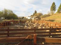 Besuch einer Estancia in El Calafate