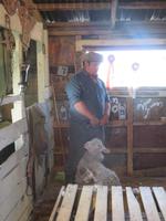 Besuch einer Estancia in El Calafate