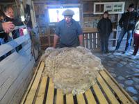 Besuch einer Estancia in El Calafate