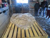 Besuch einer Estancia in El Calafate