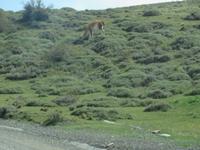 Nationalpark Torres del Paine