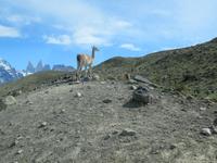 Nationalpark Torres del Paine