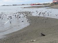 Nao Victoria - Punta Arenas