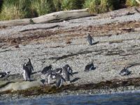 Magellan-Pinguine auf Tucker Island