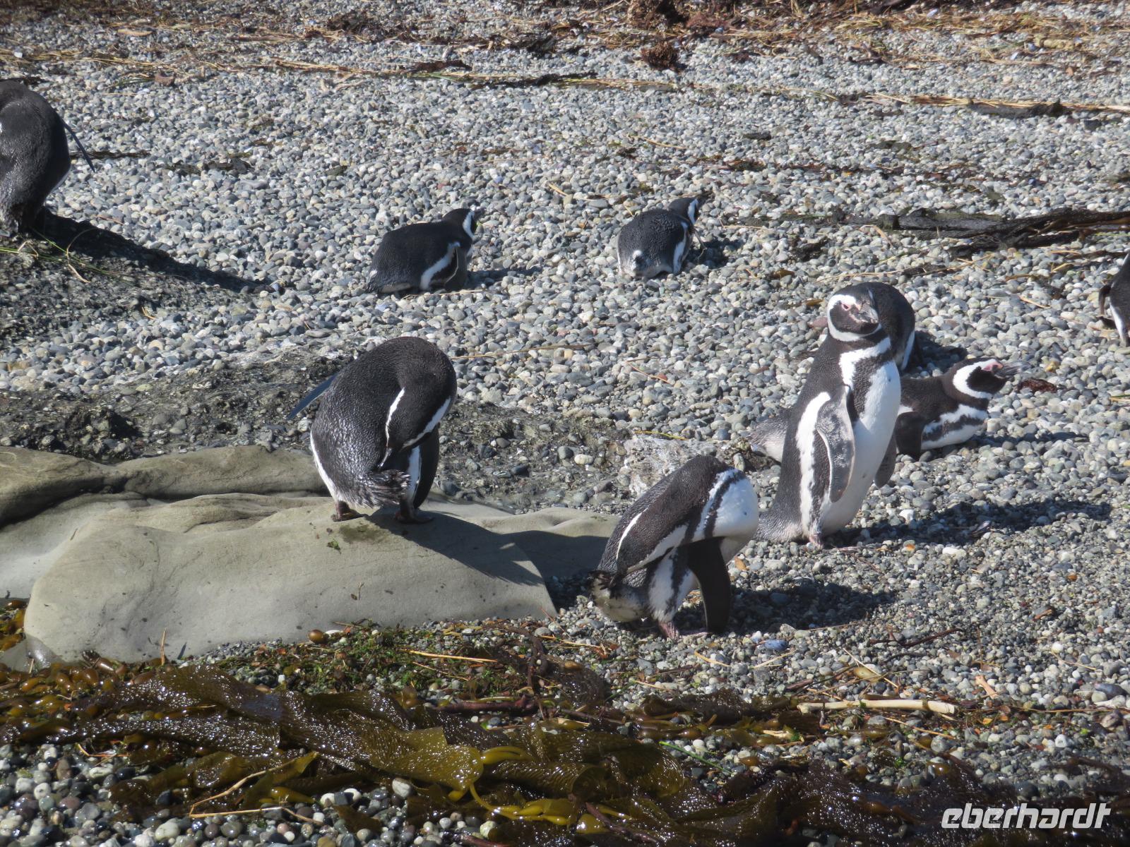 Magellan-Pinguine auf Tucker Island