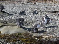 Magellan-Pinguine auf Tucker Island