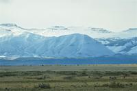 El Calafate - wilde Nandus