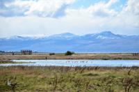 Laguna Nimez - Flamingos