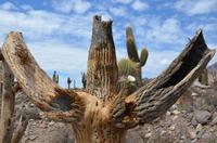 Pucará de Tilcara 3