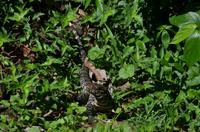 Argentinische Schwarz-Weiß Tegu Echse