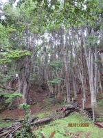 Feuerland-Nationalpark